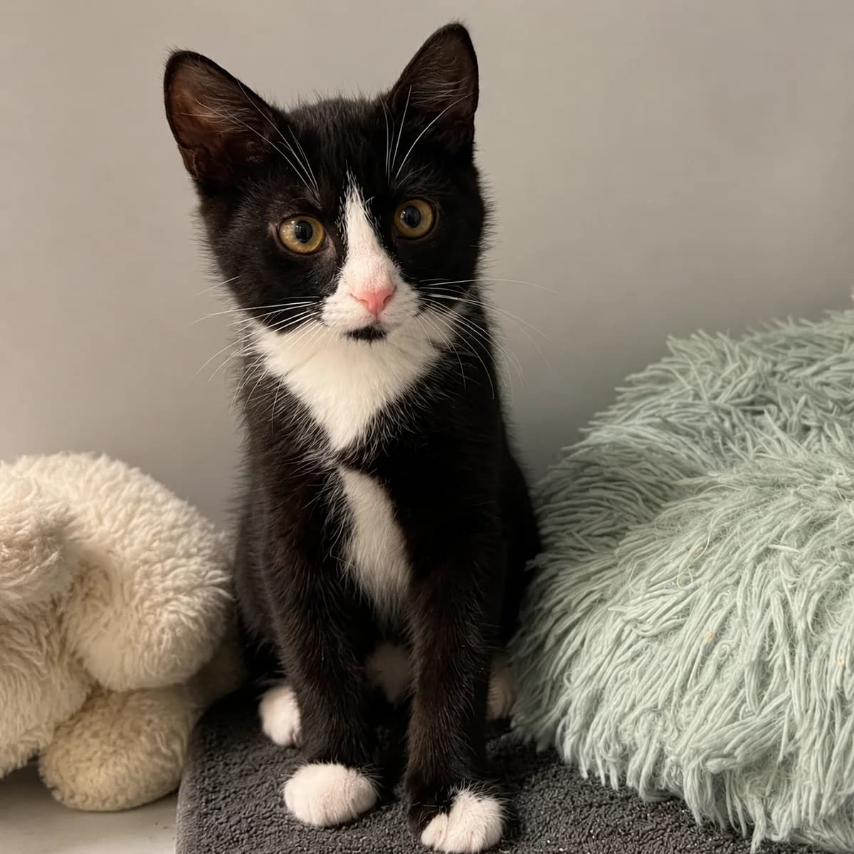 Berend, male young Mixed Breed for adoption at Dierenasiel Zwolle, Zwolle