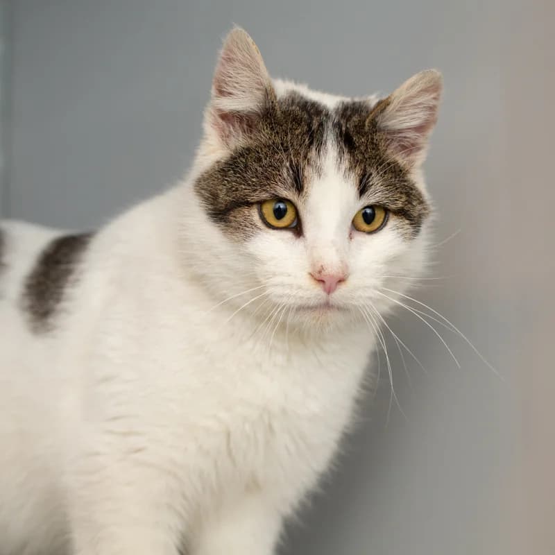 Biscuit, male Mixed Breed for adoption at Dierenasiel Zwolle, Zwolle