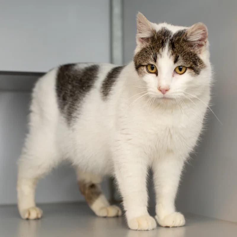 Biscuit, male Mixed Breed for adoption at Dierenasiel Zwolle, Zwolle — photo 2 of 6