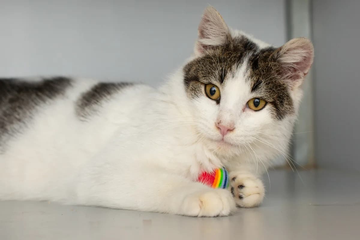 Biscuit, male Mixed Breed for adoption at Dierenasiel Zwolle, Zwolle — photo 3 of 6