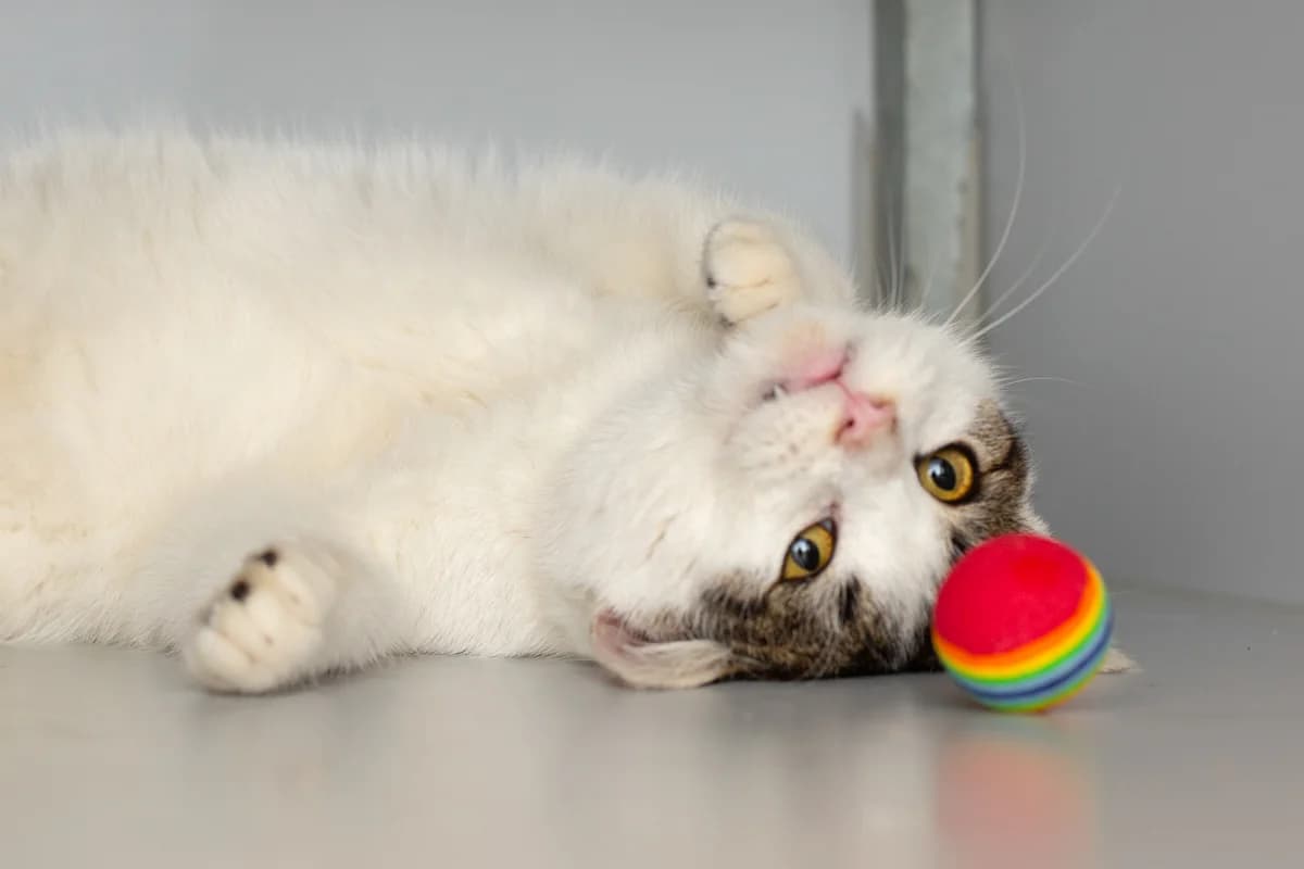 Biscuit, male Mixed Breed for adoption at Dierenasiel Zwolle, Zwolle — photo 4 of 6