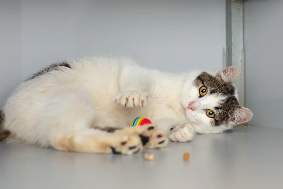 Biscuit, male Mixed Breed for adoption at Dierenasiel Zwolle, Zwolle — photo 5 of 6