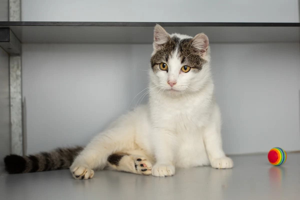 Biscuit, male Mixed Breed for adoption at Dierenasiel Zwolle, Zwolle — photo 6 of 6