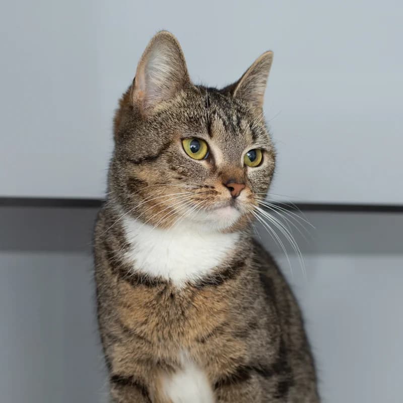 Bo, female 4yo Mixed Breed for adoption at Dierenasiel Zwolle, Zwolle