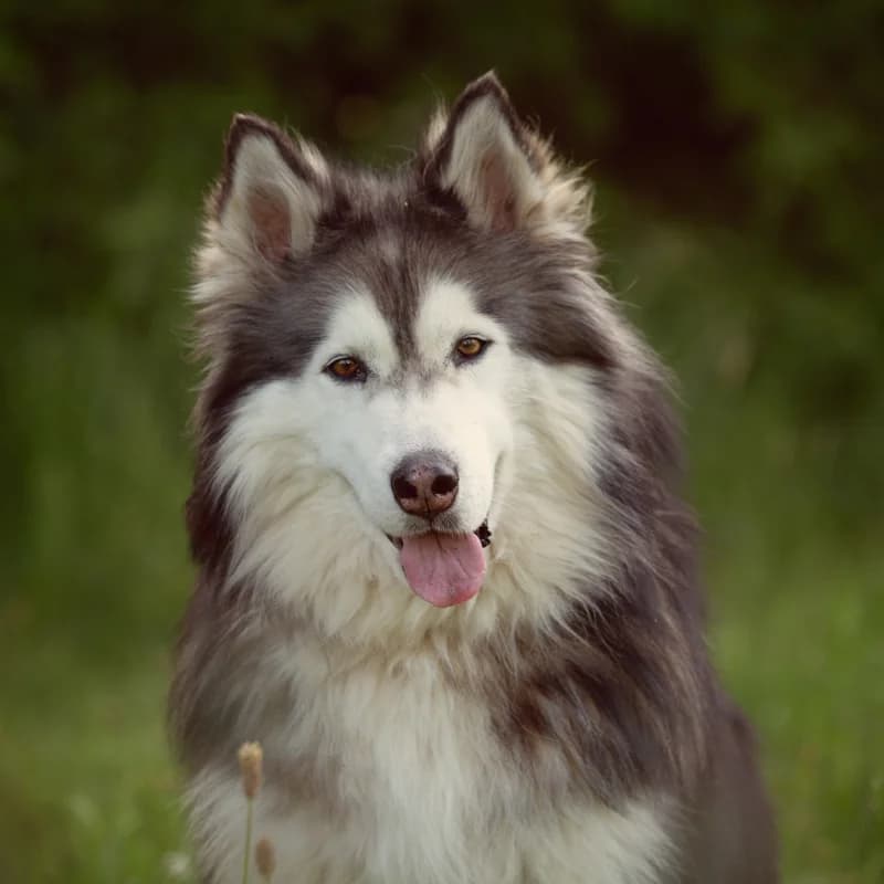 Bram, male 4yo Mixed Breed for adoption at Dierenasiel Zwolle, Zwolle