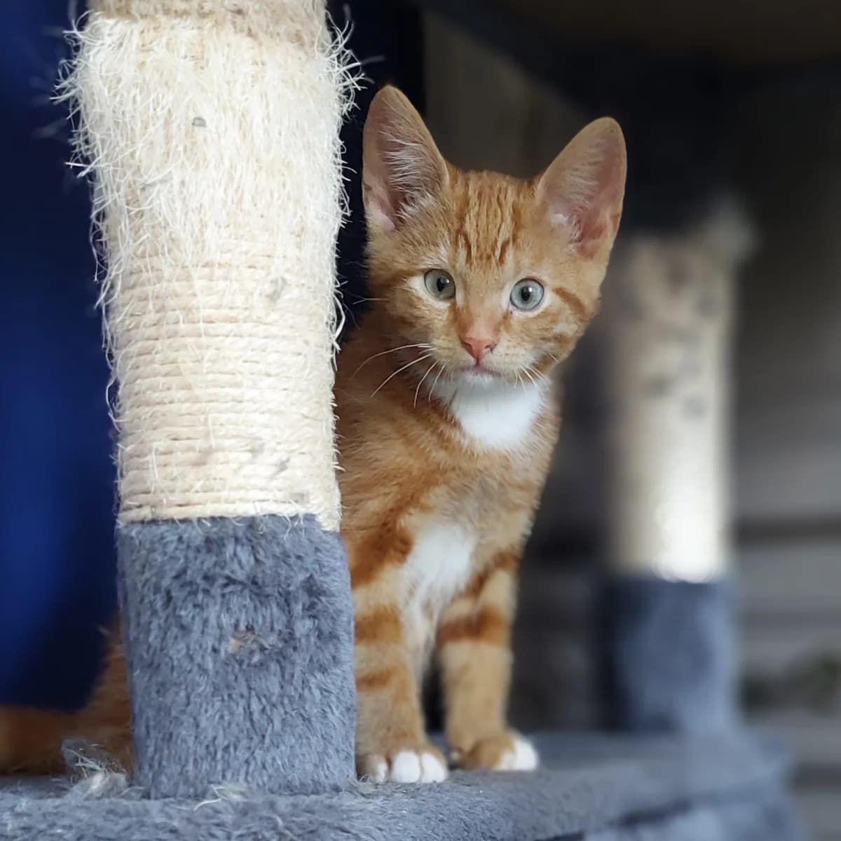 Carrot, male young Mixed Breed for adoption at Dierenasiel Zwolle, Zwolle