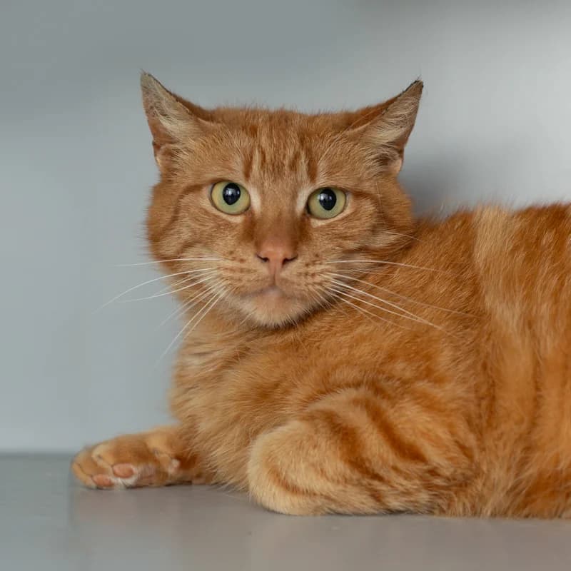 Cheddar, male 4yo Mixed Breed for adoption at Dierenasiel Zwolle, Zwolle
