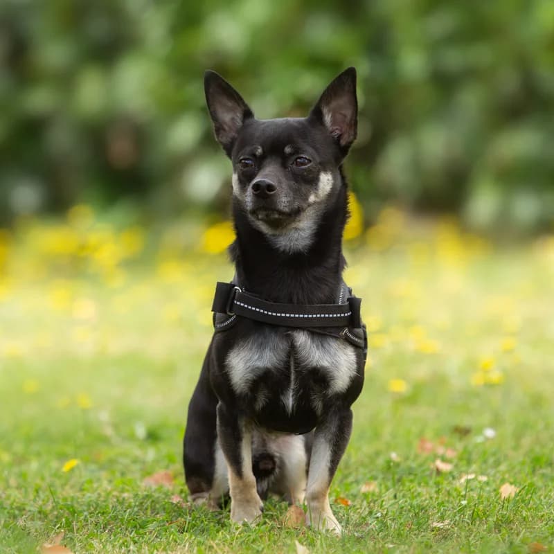 Chico, male Mixed Breed for adoption at Dierenasiel Zwolle, Zwolle