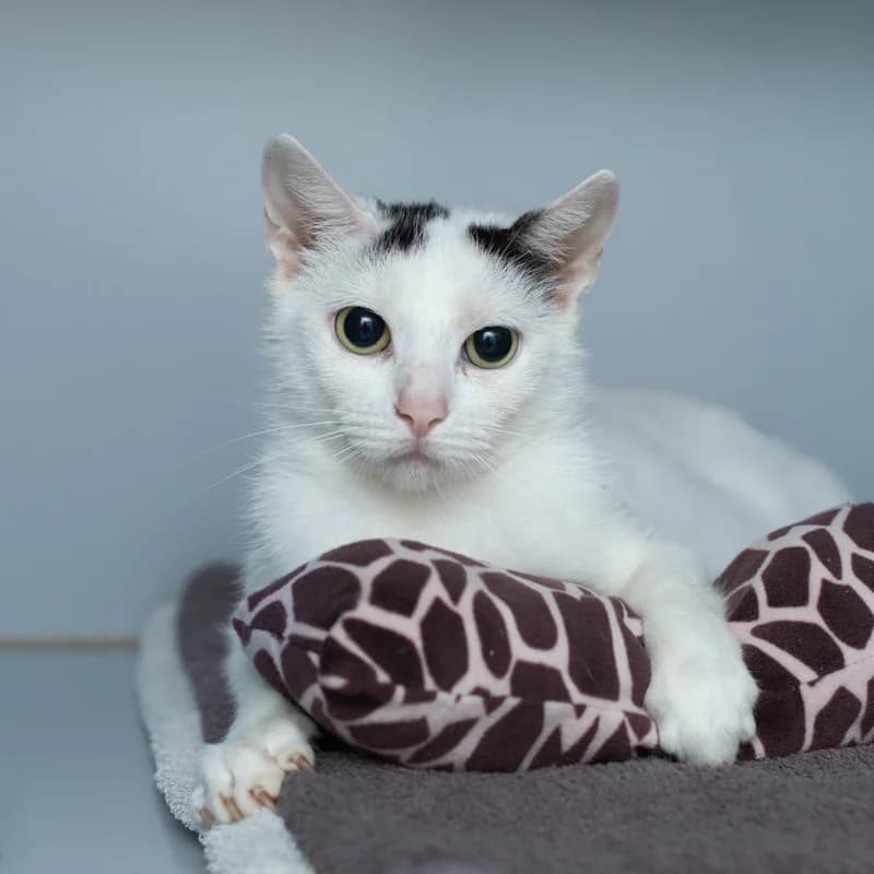 Coco, female 4yo Mixed Breed for adoption at Dierenasiel Zwolle, Zwolle