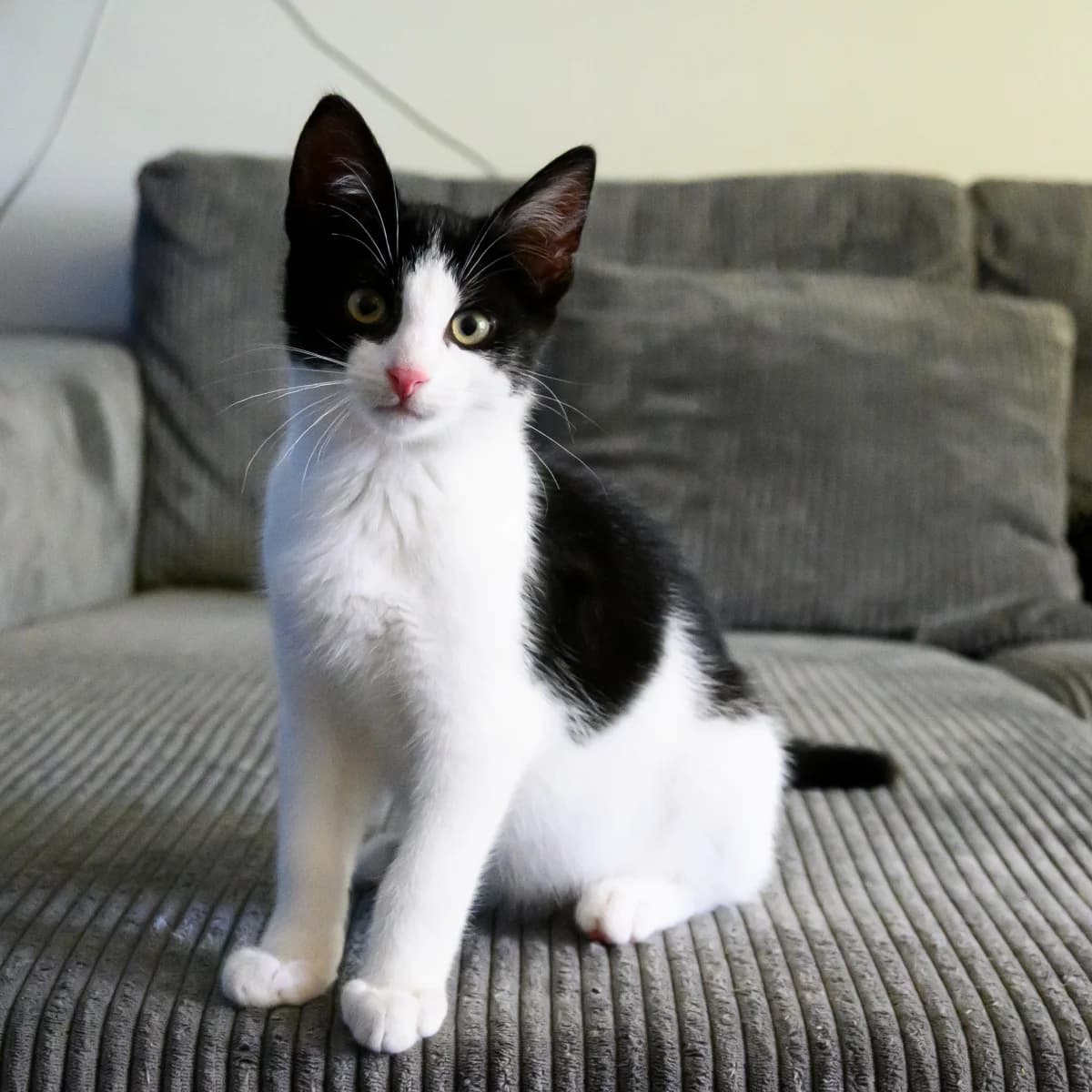 Cody, male young Mixed Breed for adoption at Dierenasiel Zwolle, Zwolle