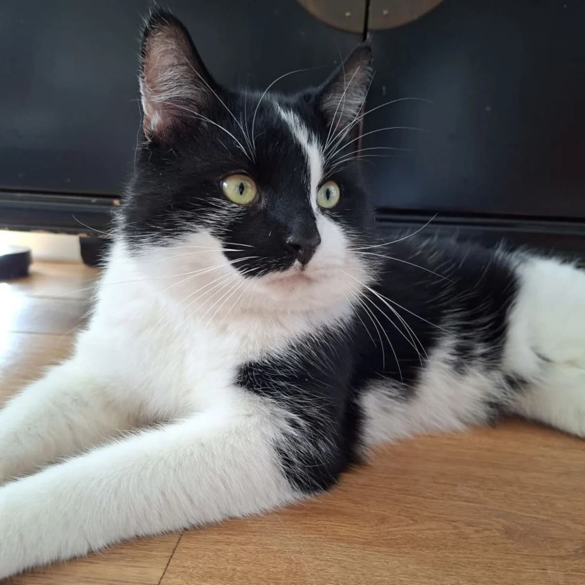 Cookie, male Mixed Breed for adoption at Dierenasiel Zwolle, Zwolle