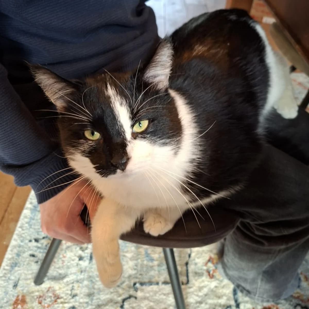 Cookie, male Mixed Breed for adoption at Dierenasiel Zwolle, Zwolle — photo 2 of 6