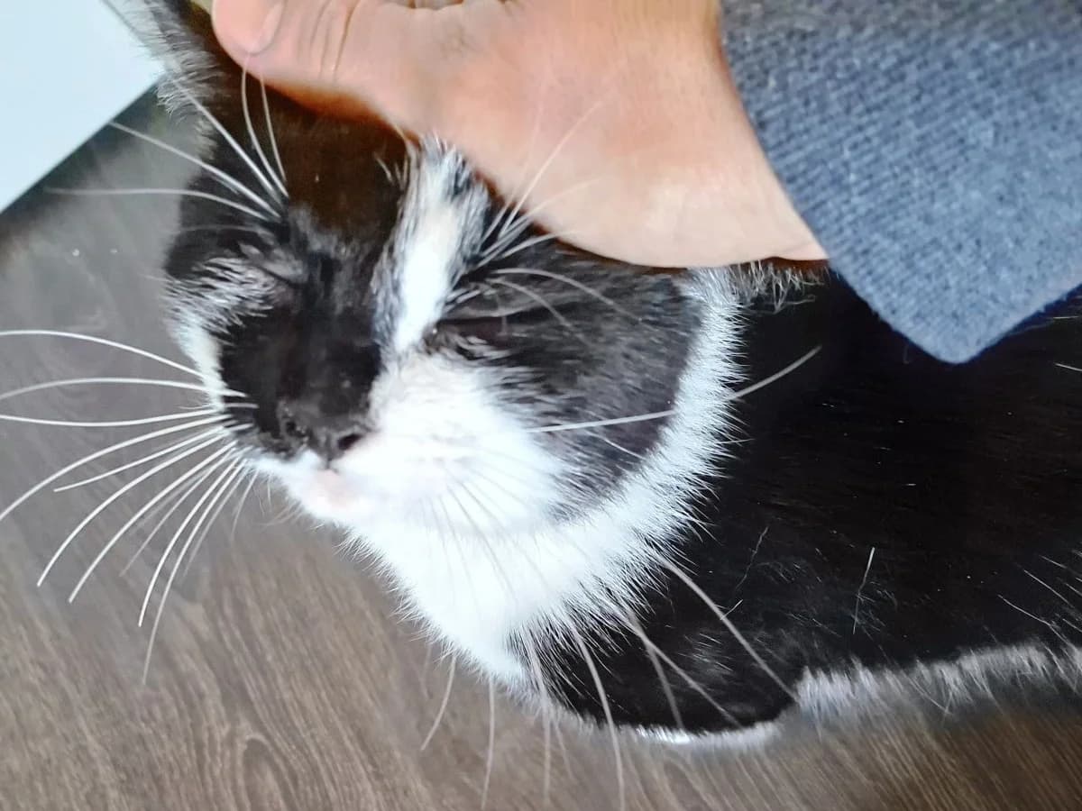 Cookie, male Mixed Breed for adoption at Dierenasiel Zwolle, Zwolle — photo 4 of 6