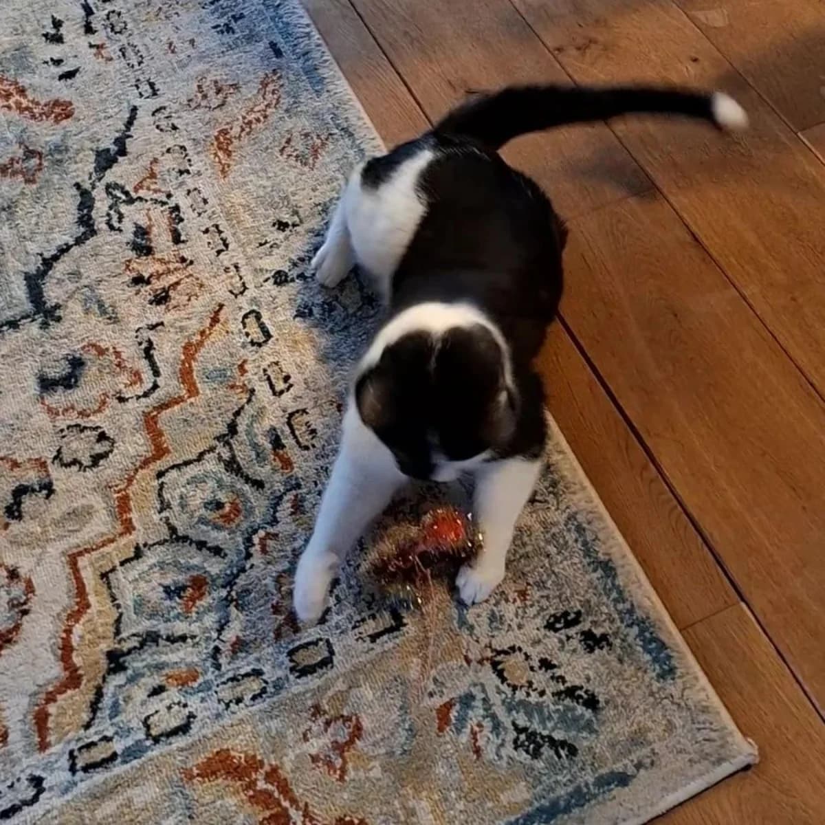 Cookie, male Mixed Breed for adoption at Dierenasiel Zwolle, Zwolle — photo 5 of 6