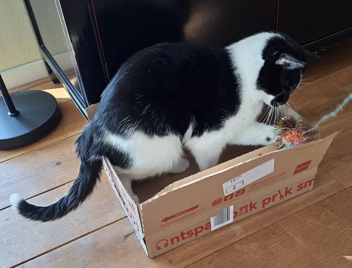 Cookie, male Mixed Breed for adoption at Dierenasiel Zwolle, Zwolle — photo 6 of 6