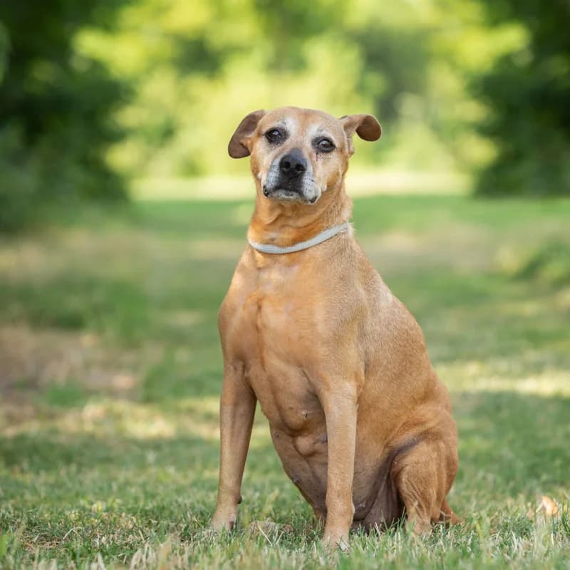 Desi, female Mixed Breed for adoption at Dierenasiel Zwolle, Zwolle