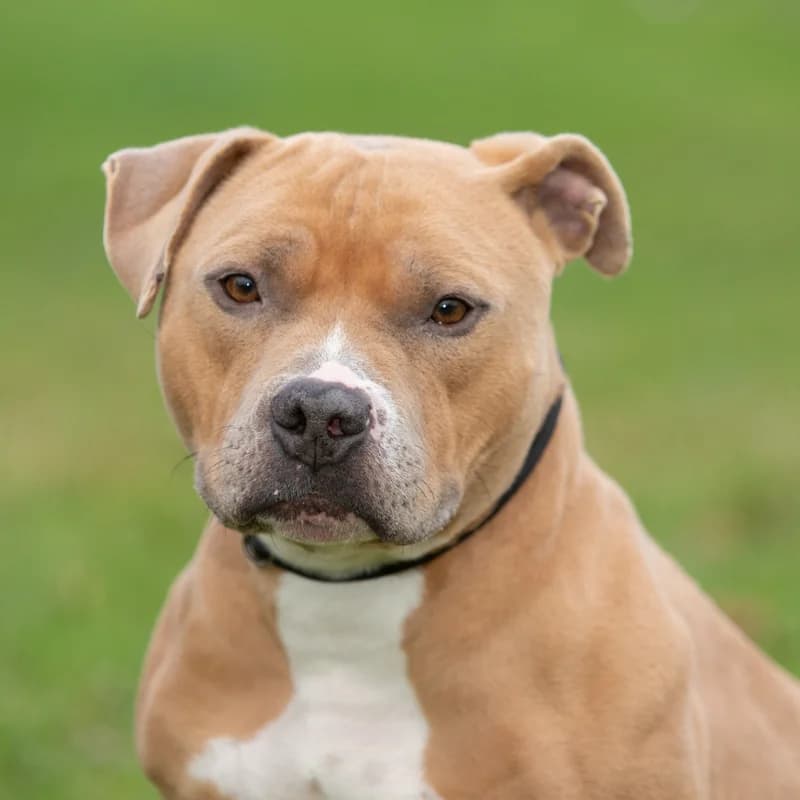 Django, male Mixed Breed for adoption at Dierenasiel Zwolle, Zwolle