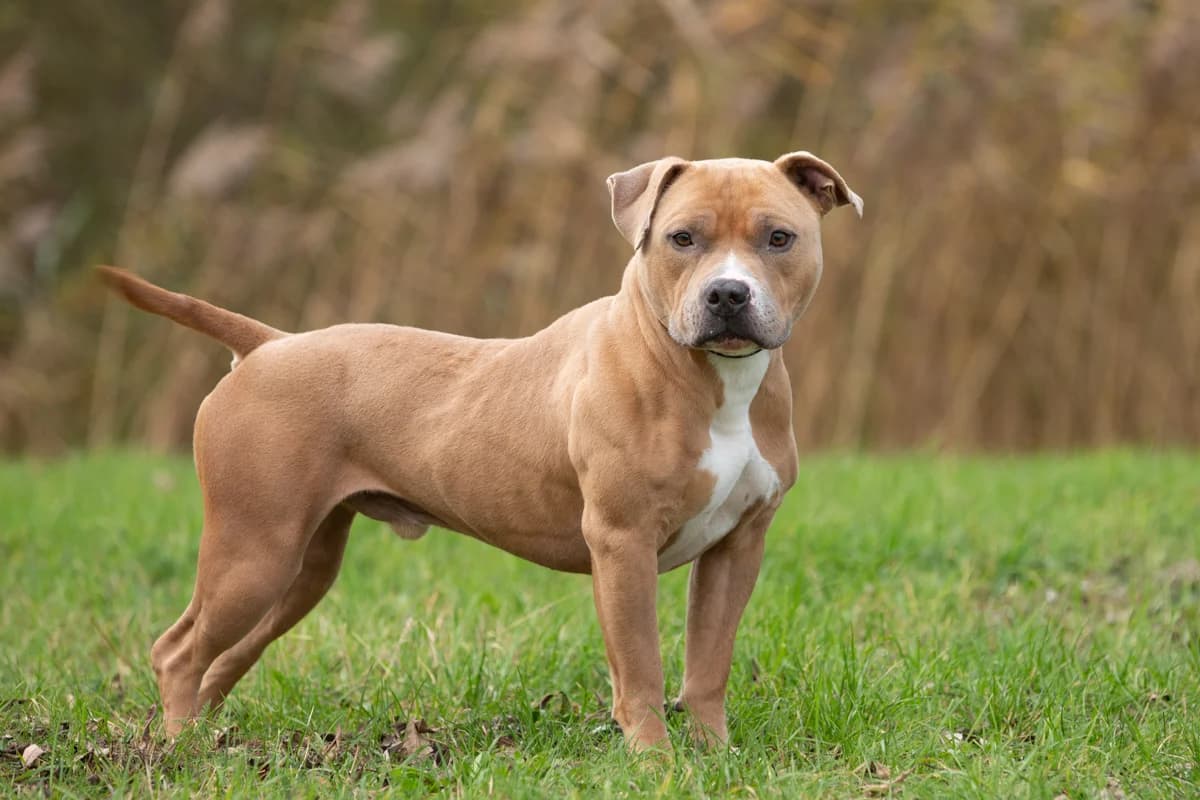 Django, male Mixed Breed for adoption at Dierenasiel Zwolle, Zwolle — photo 2 of 4