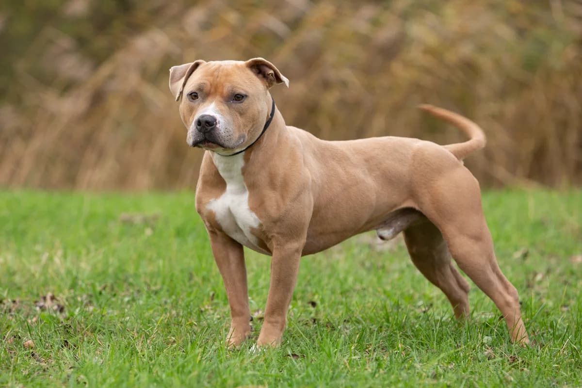 Django, male Mixed Breed for adoption at Dierenasiel Zwolle, Zwolle — photo 3 of 4