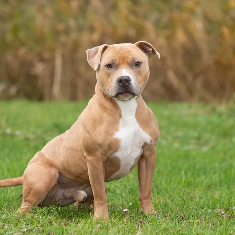 Django, male Mixed Breed for adoption at Dierenasiel Zwolle, Zwolle — photo 4 of 4