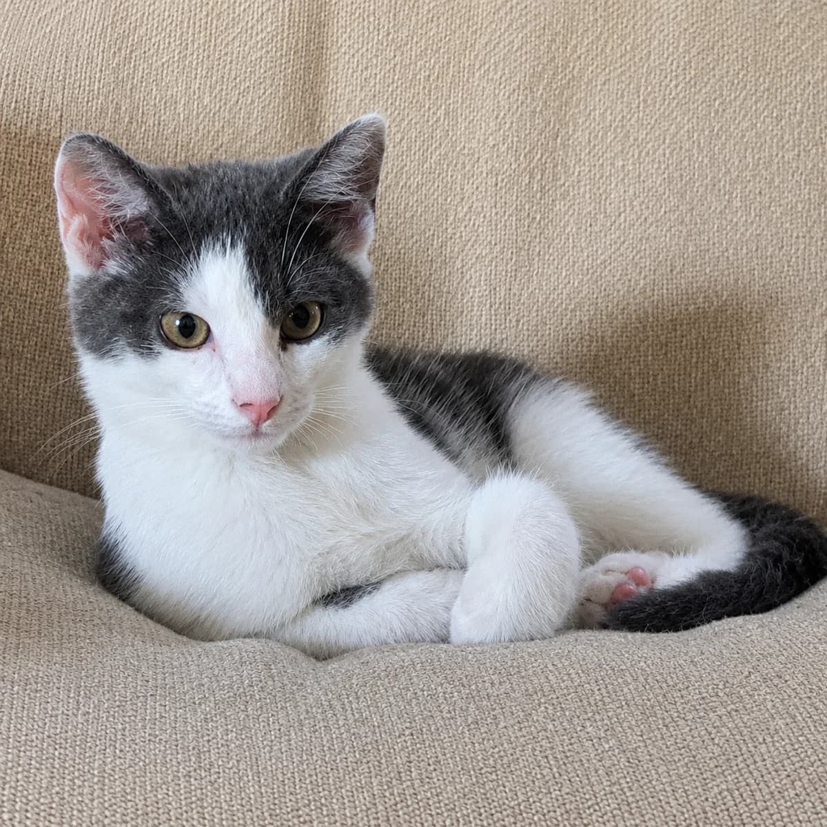 Dobbe, male young Mixed Breed for adoption at Dierenasiel Zwolle, Zwolle