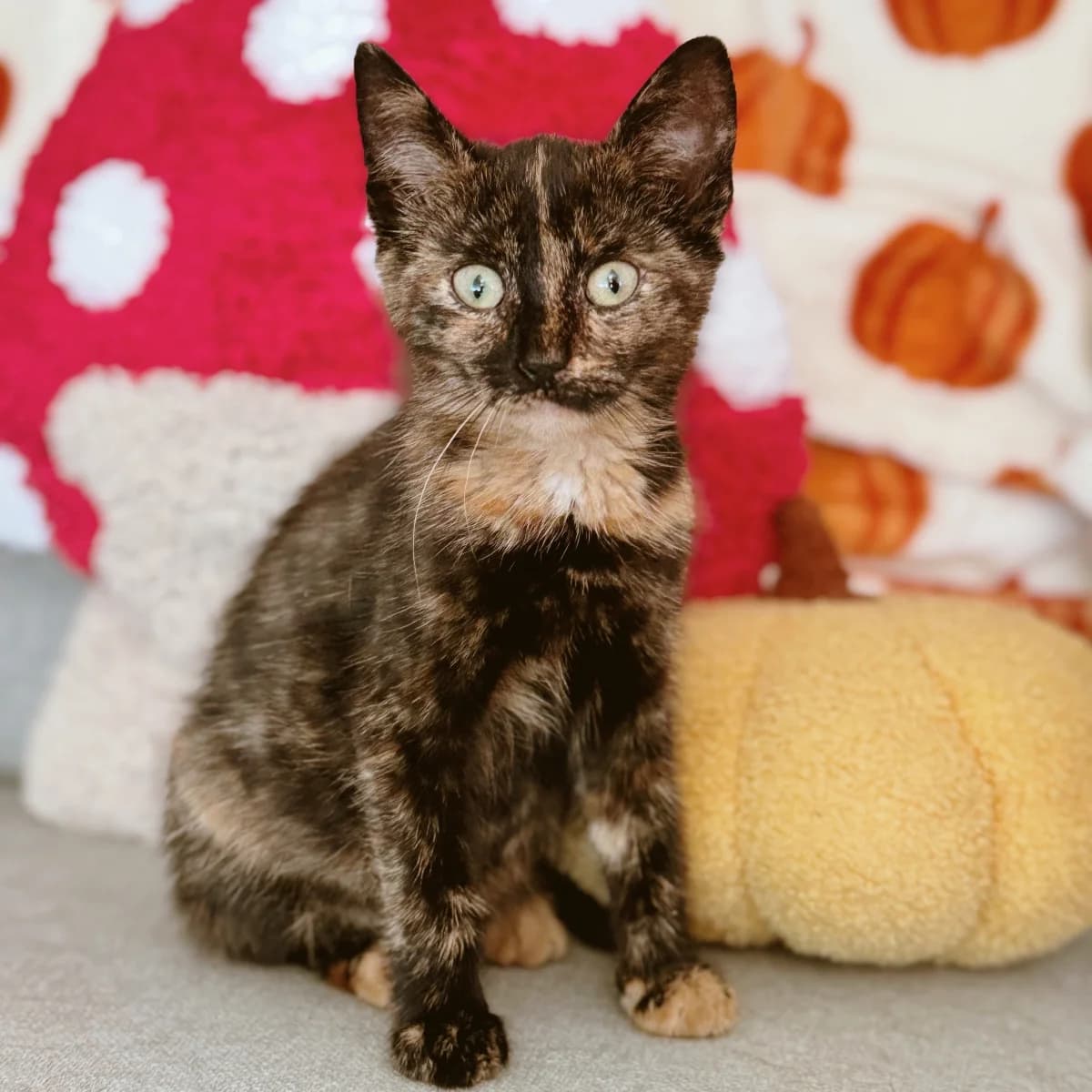 Eef, female young Mixed Breed for adoption at Dierenasiel Zwolle, Zwolle