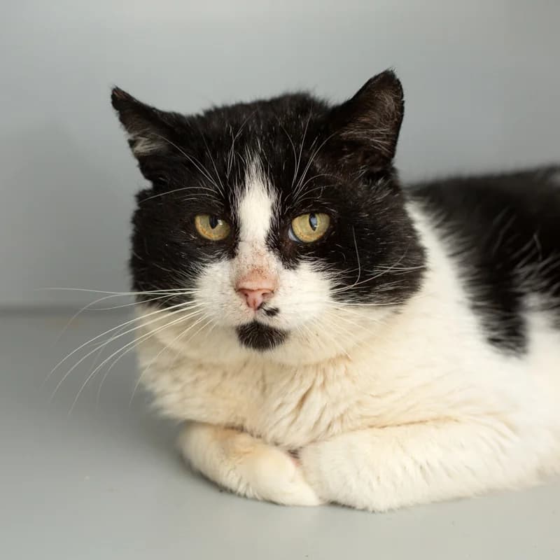 Freek, male Mixed Breed for adoption at Dierenasiel Zwolle, Zwolle