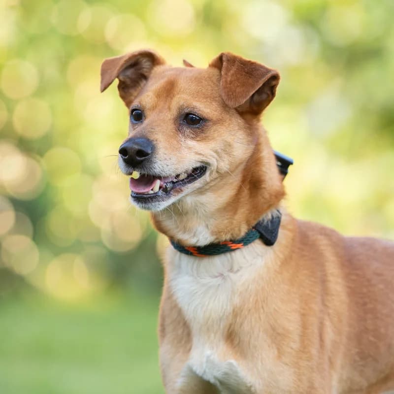 Frummel, male Mixed Breed for adoption at Dierenasiel Zwolle, Zwolle