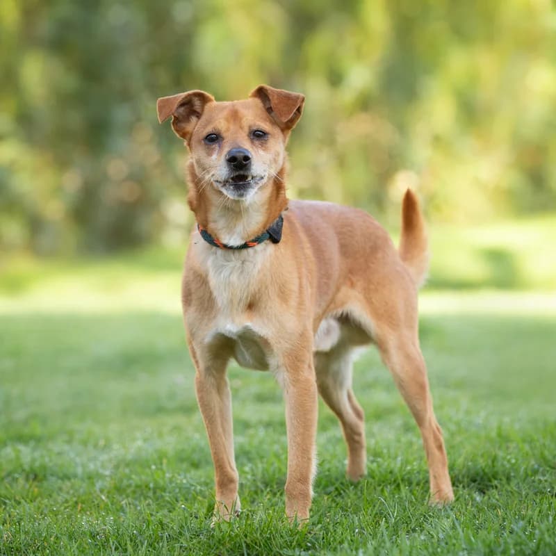 Frummel, male Mixed Breed for adoption at Dierenasiel Zwolle, Zwolle — photo 2 of 3