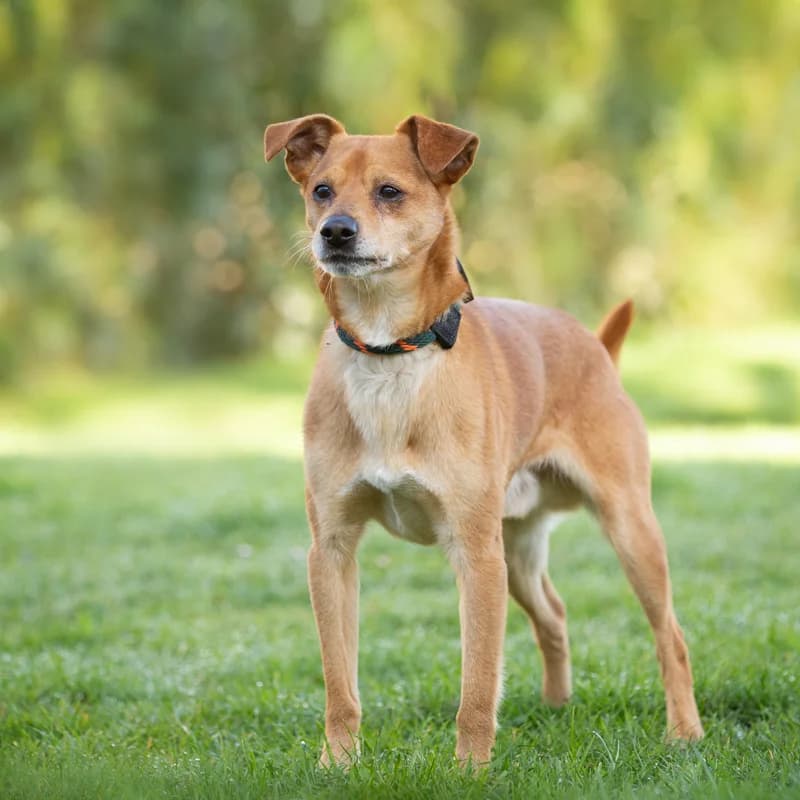 Frummel, male Mixed Breed for adoption at Dierenasiel Zwolle, Zwolle — photo 3 of 3