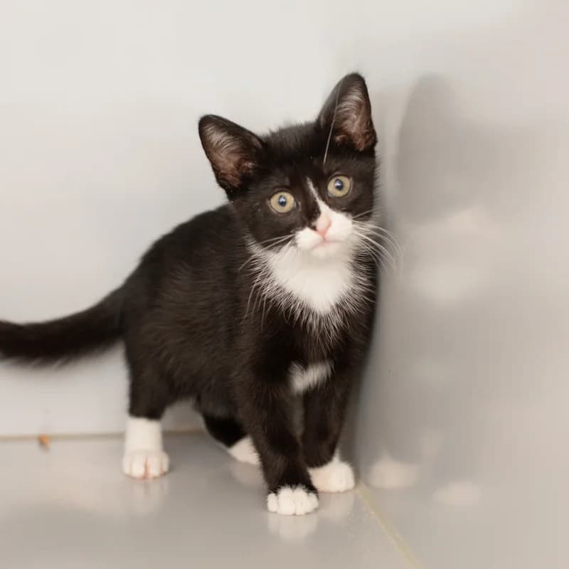 Gompy, female young Mixed Breed for adoption at Dierenasiel Zwolle, Zwolle