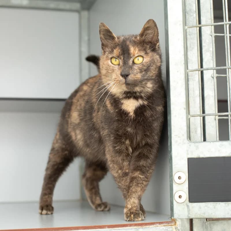 Guusje, female 4yo Mixed Breed for adoption at Dierenasiel Zwolle, Zwolle