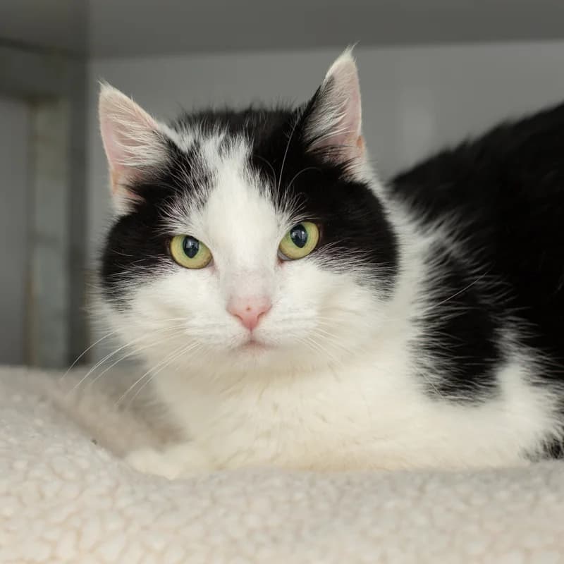 Haley, female Mixed Breed for adoption at Dierenasiel Zwolle, Zwolle