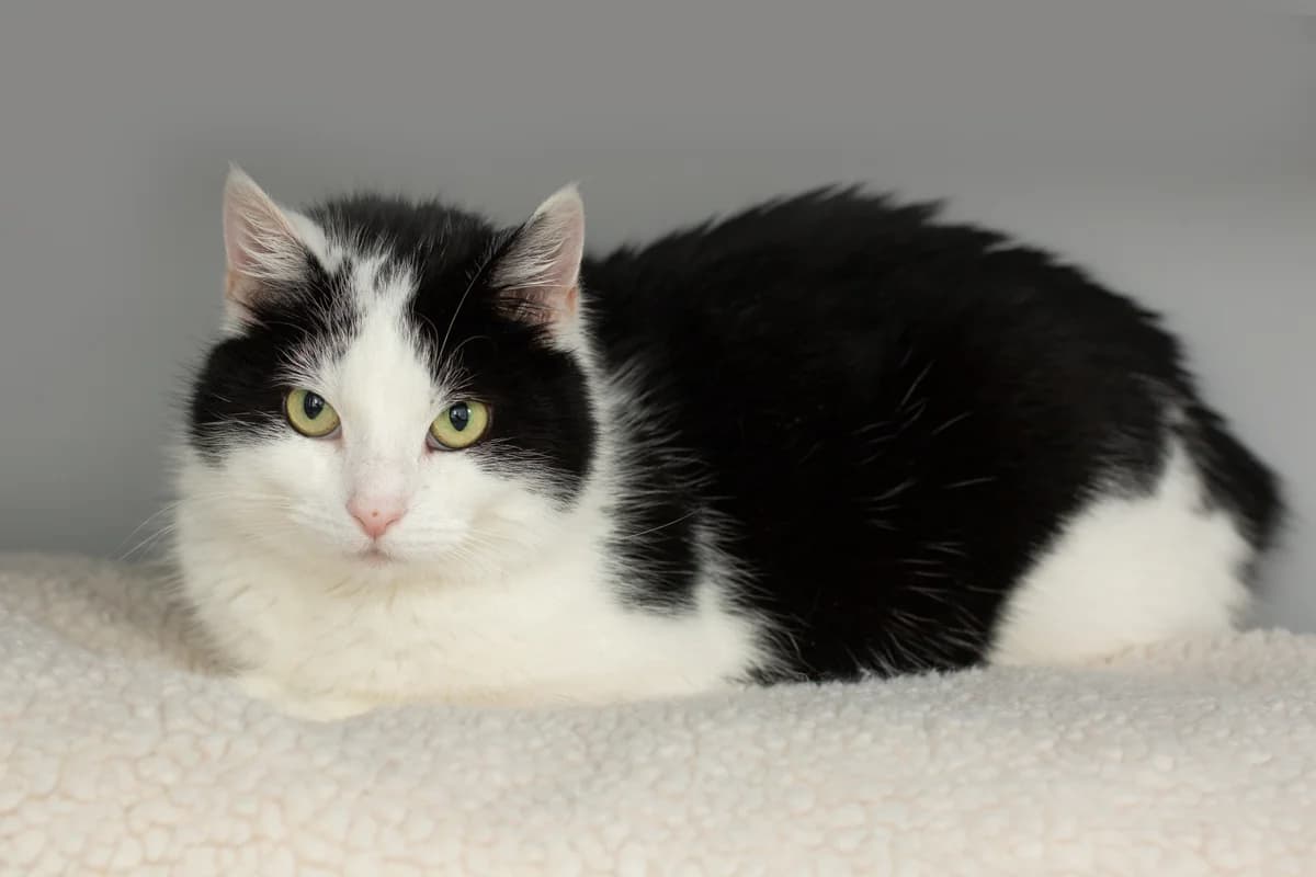 Haley, female Mixed Breed for adoption at Dierenasiel Zwolle, Zwolle — photo 2 of 3