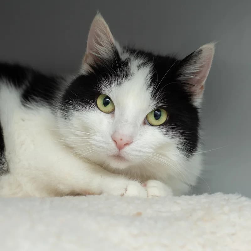 Haley, female Mixed Breed for adoption at Dierenasiel Zwolle, Zwolle — photo 3 of 3