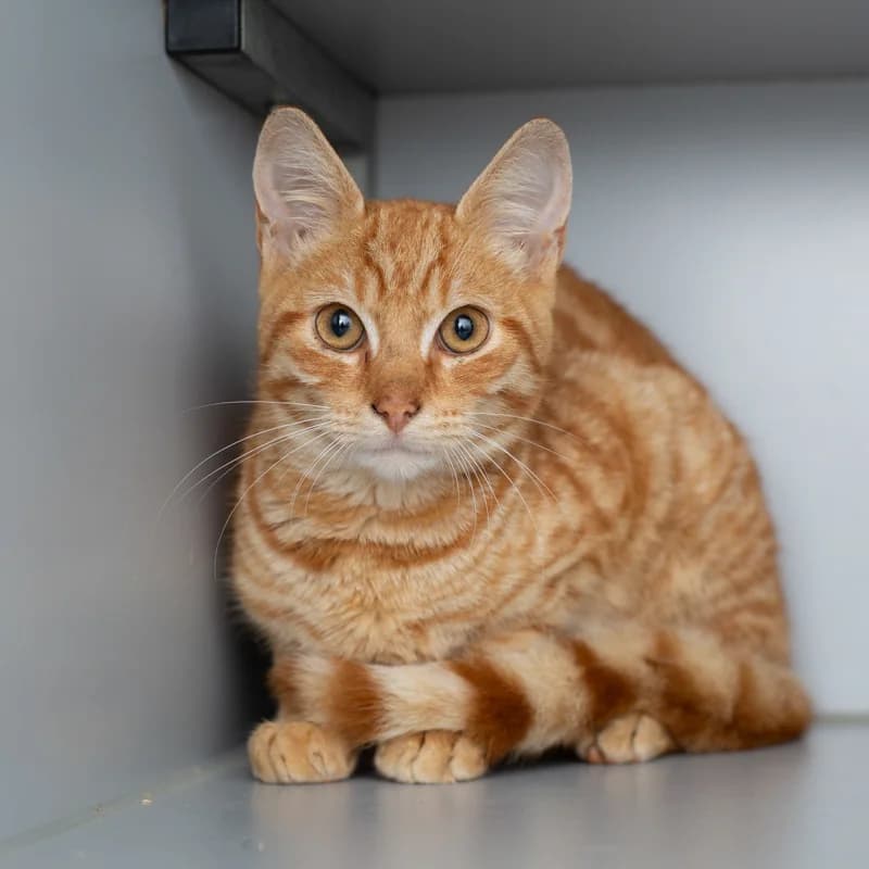 Herman, male young Mixed Breed for adoption at Dierenasiel Zwolle, Zwolle