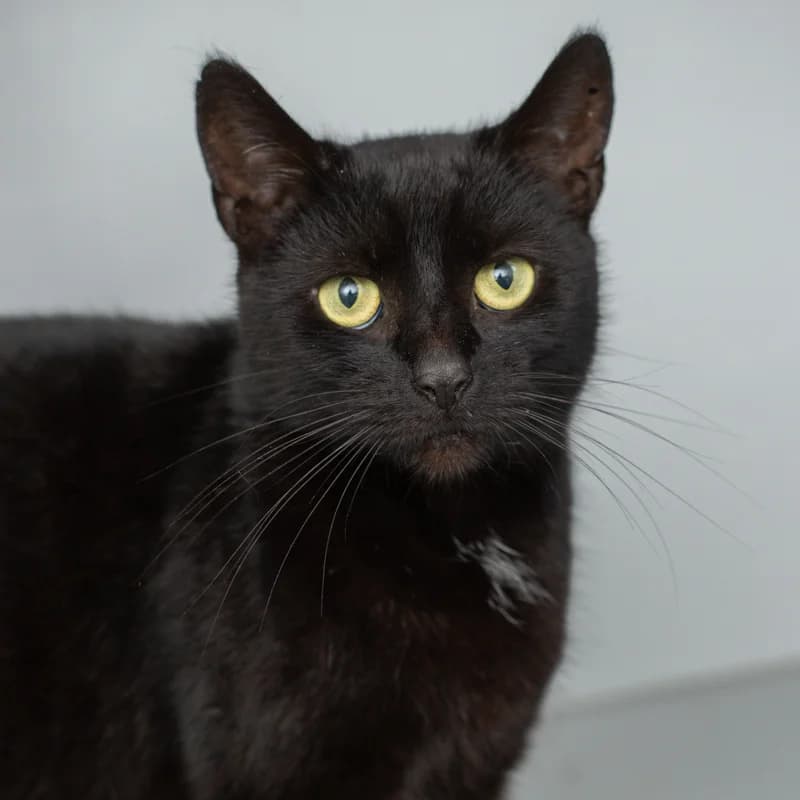 Imke, female 4yo Mixed Breed for adoption at Dierenasiel Zwolle, Zwolle