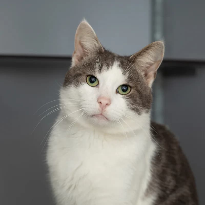 Jaapie, male 4yo Mixed Breed for adoption at Dierenasiel Zwolle, Zwolle