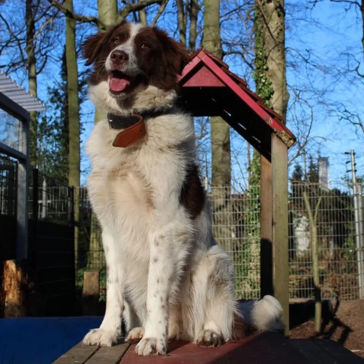 Jena,  Mixed Breed for adoption at Dierenasiel Zwolle, Zwolle