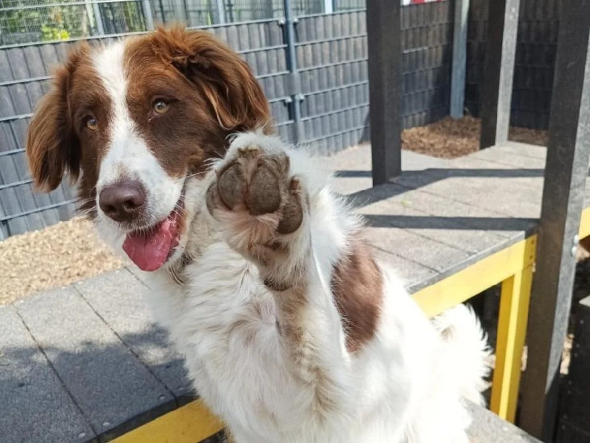 Jena,  Mixed Breed for adoption at Dierenasiel Zwolle, Zwolle — photo 3 of 8
