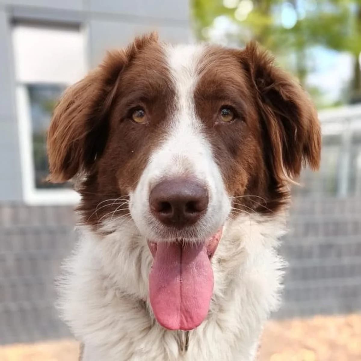 Jena,  Mixed Breed for adoption at Dierenasiel Zwolle, Zwolle — photo 5 of 8