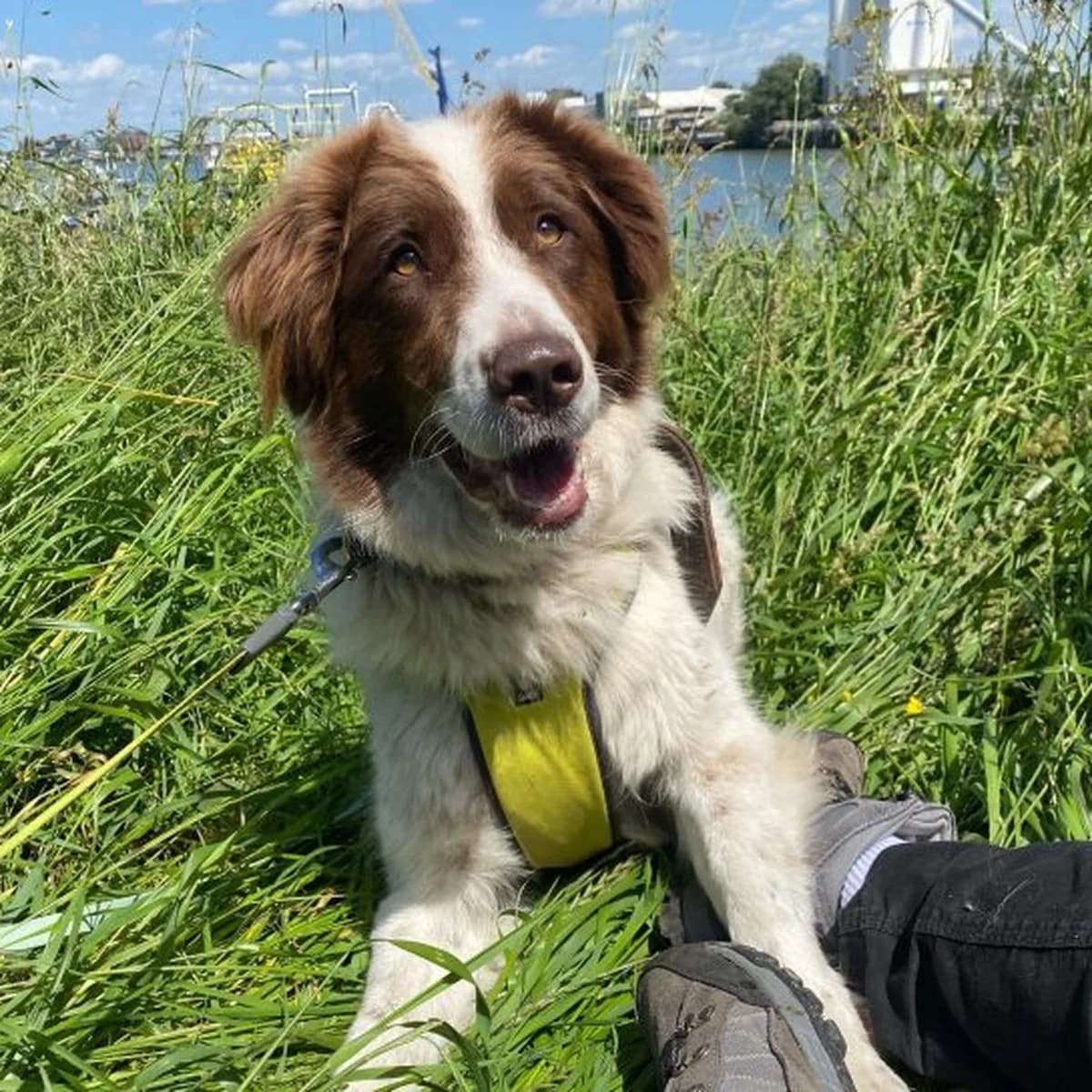 Jena,  Mixed Breed for adoption at Dierenasiel Zwolle, Zwolle — photo 6 of 8