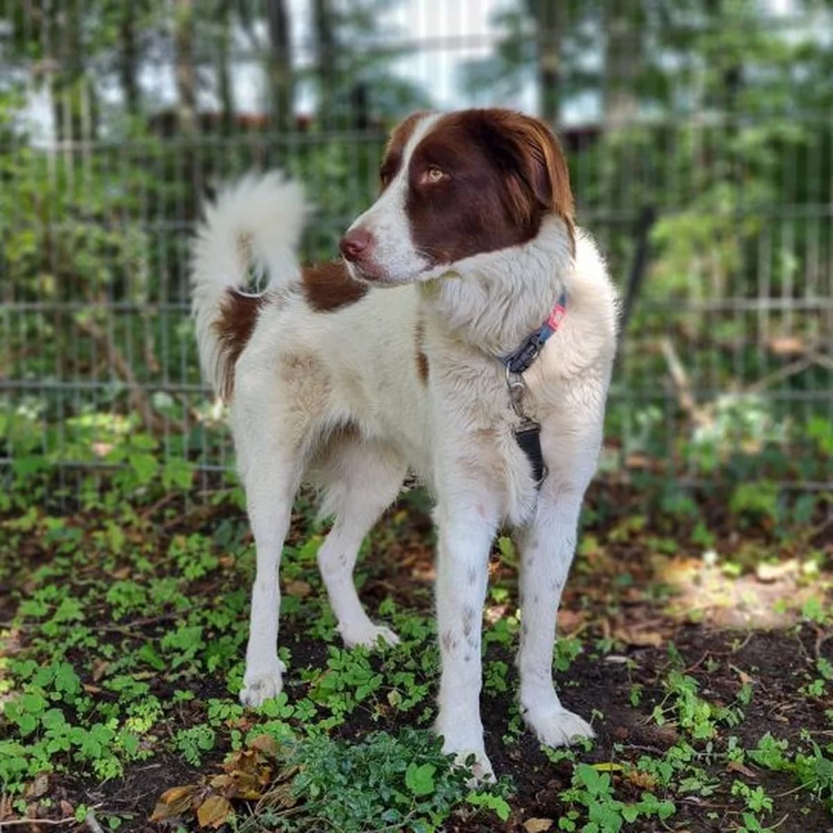 Jena,  Mixed Breed for adoption at Dierenasiel Zwolle, Zwolle — photo 7 of 8