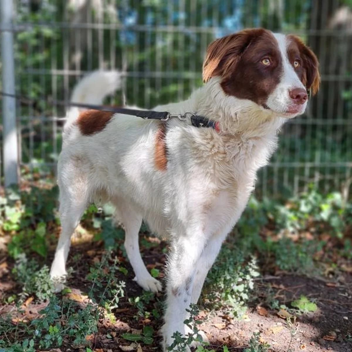 Jena,  Mixed Breed for adoption at Dierenasiel Zwolle, Zwolle — photo 8 of 8