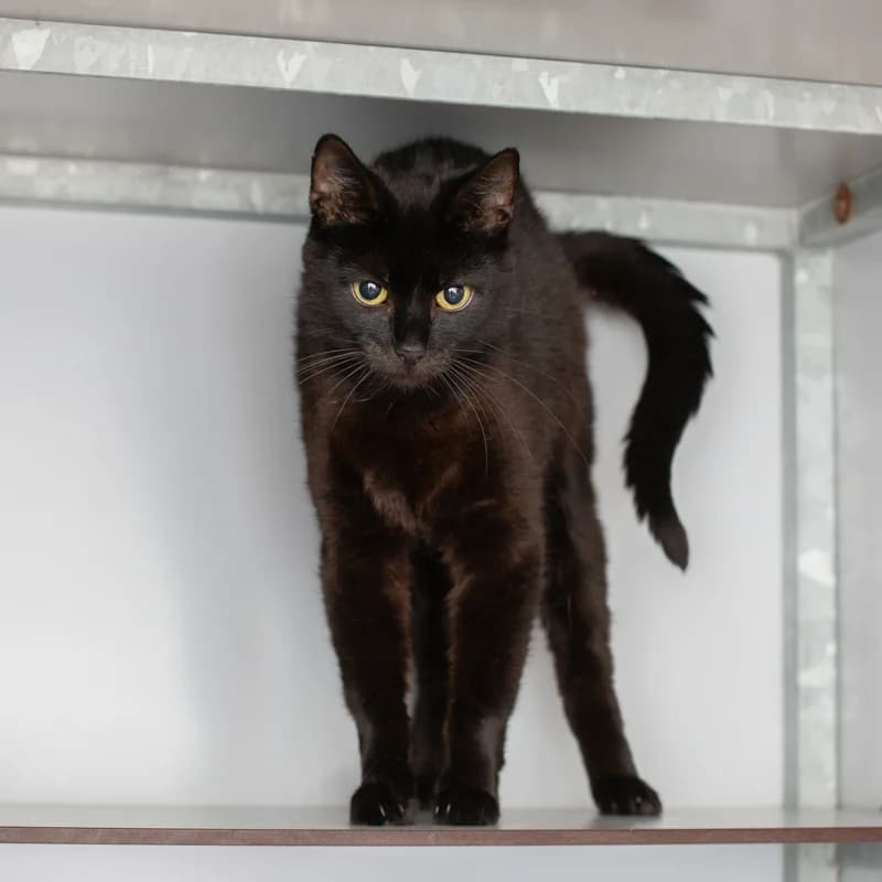Jill, female 4yo Mixed Breed for adoption at Dierenasiel Zwolle, Zwolle