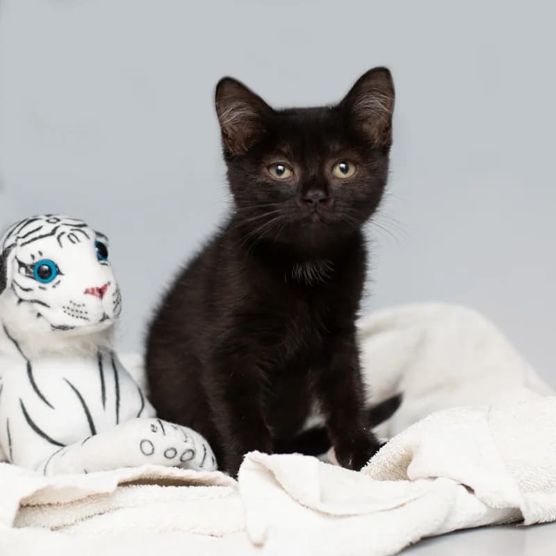 Jip, male young Mixed Breed for adoption at Dierenasiel Zwolle, Zwolle
