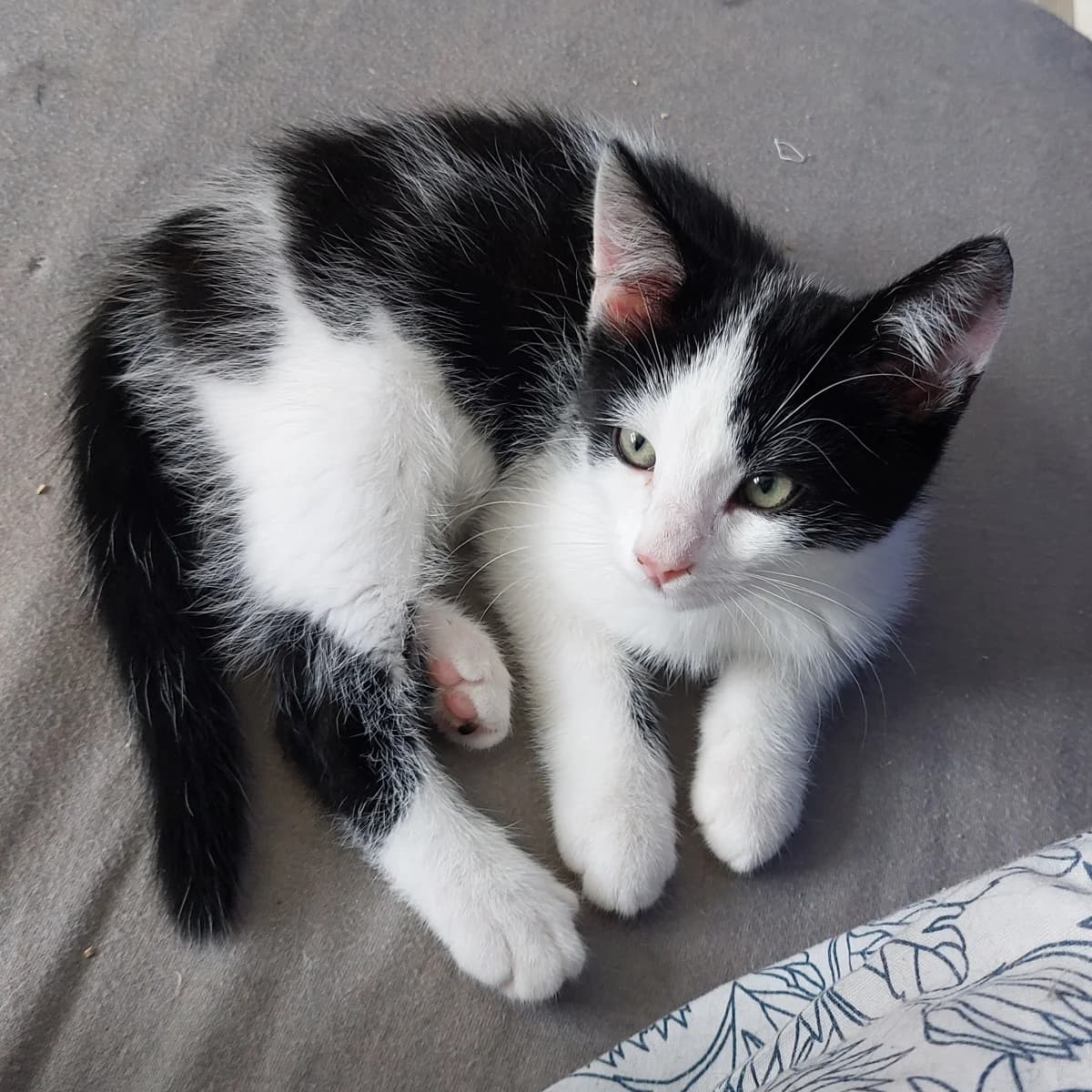 Jubilee, male young Mixed Breed for adoption at Dierenasiel Zwolle, Zwolle