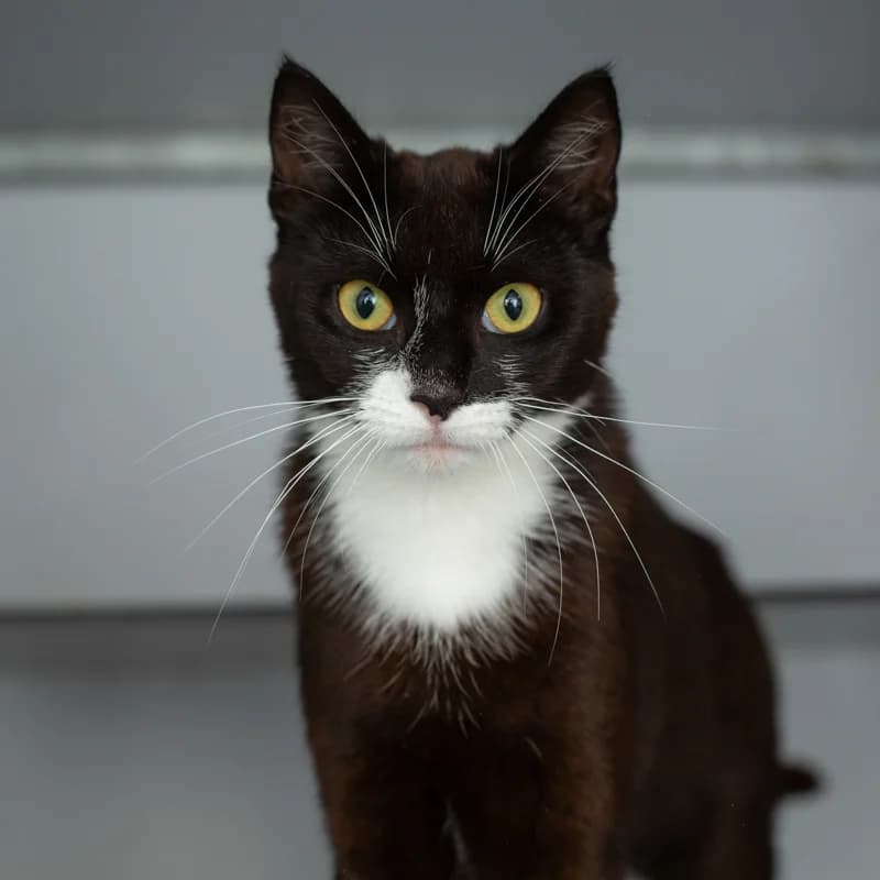 Julie, female 4yo Mixed Breed for adoption at Dierenasiel Zwolle, Zwolle