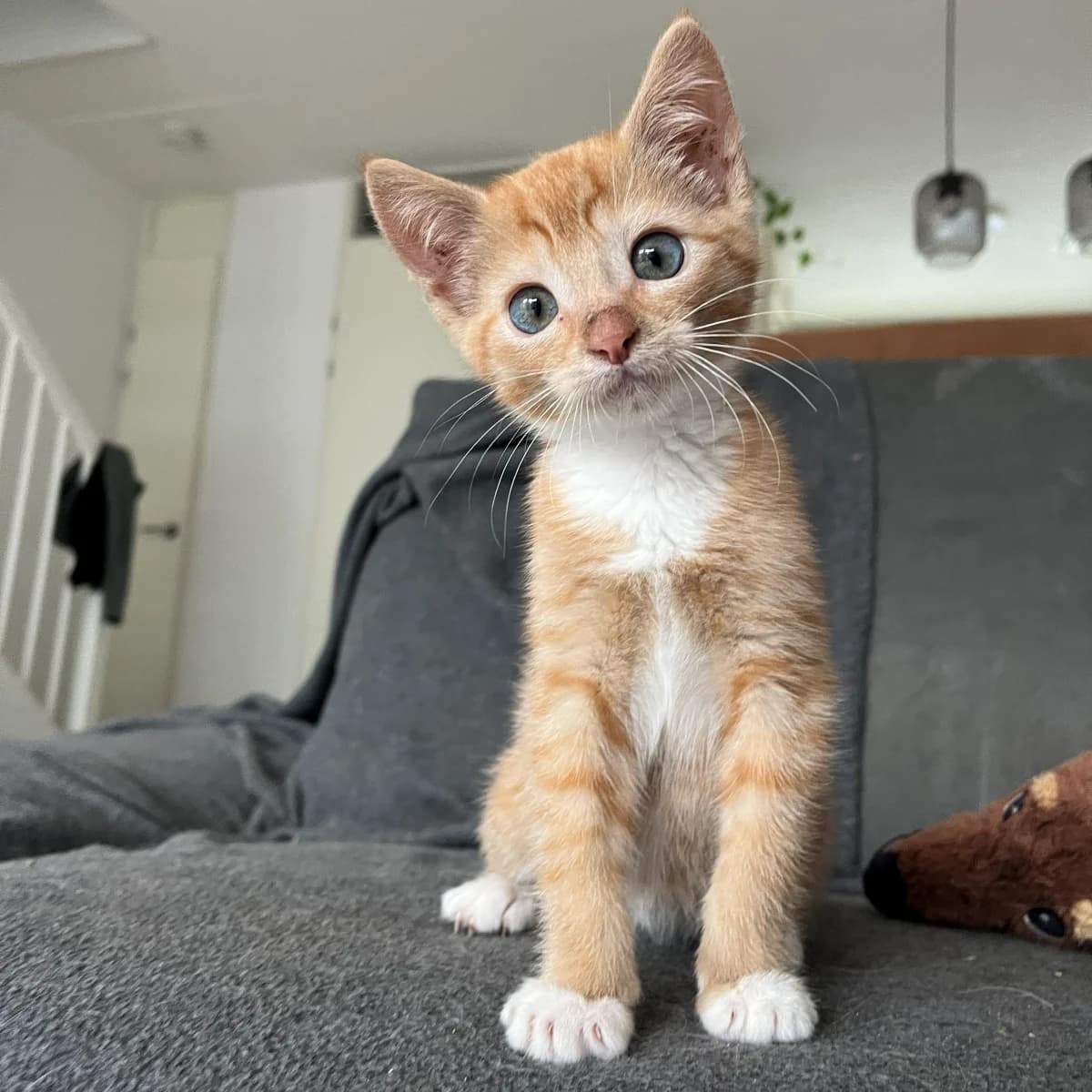 Kees, male young Mixed Breed for adoption at Dierenasiel Zwolle, Zwolle