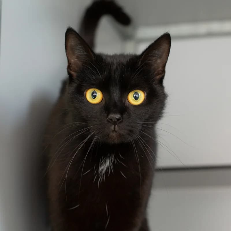 Kiki, female 4yo Mixed Breed for adoption at Dierenasiel Zwolle, Zwolle